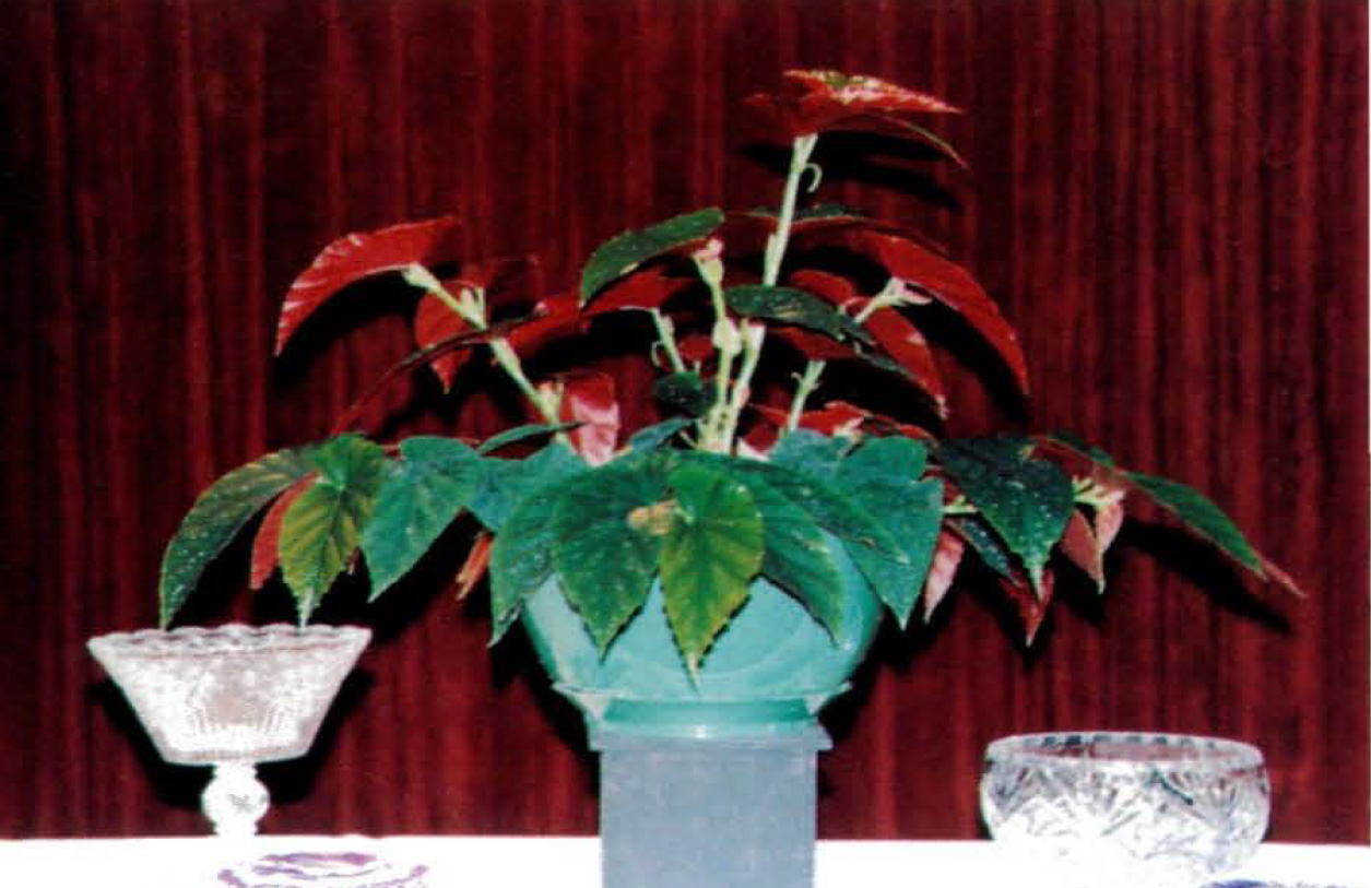 B. (’Margaritacea’ x ‘Lily Of The Valley’)